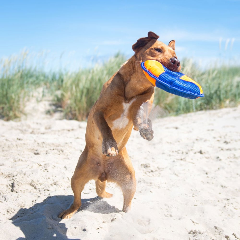 Hundespielzeug Flying Disc, orange/blau, M