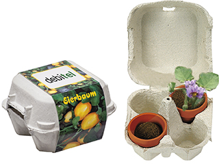 Eierbaum-Box, Eierbaumsamen, inkl. Digitaldruck 1-4/0 c