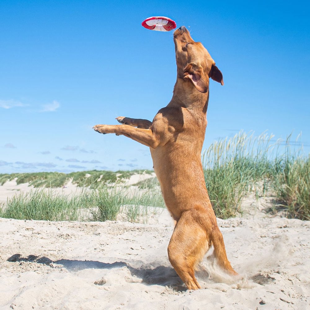 Hundespielzeug Flying Disc, weiß/rot, S